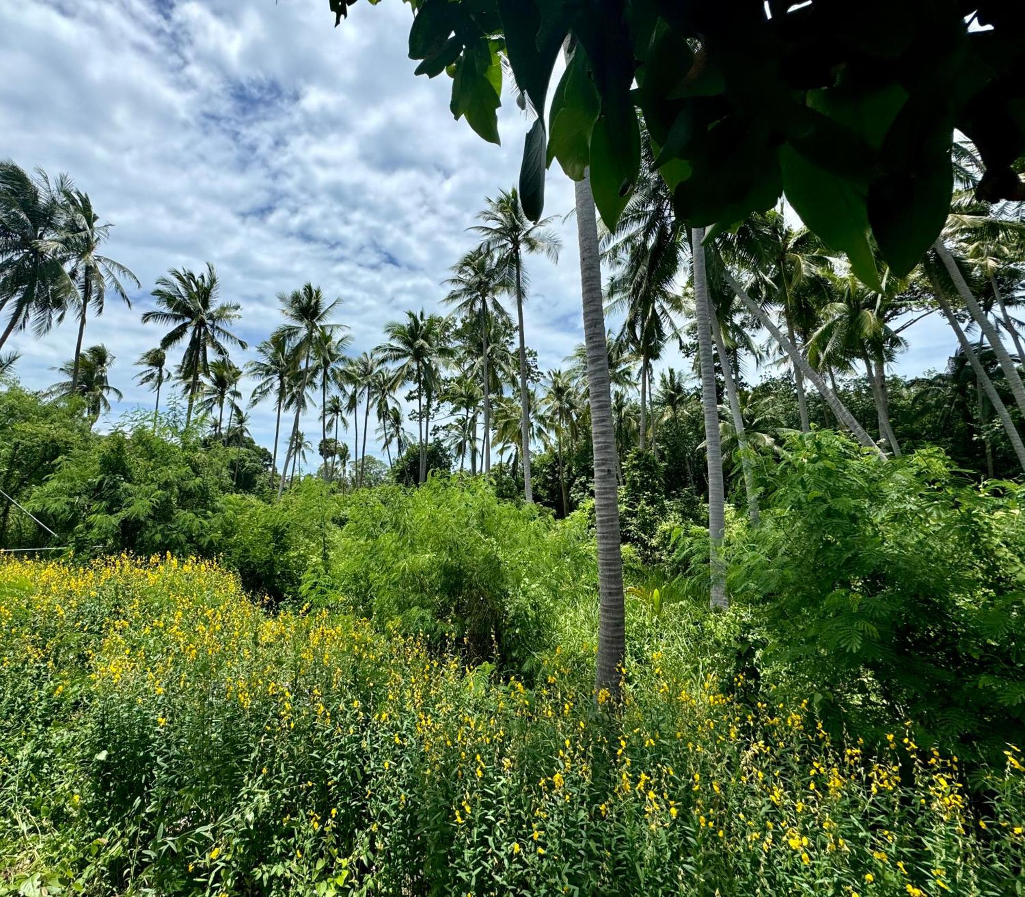 Palm Beach, Koh Samui Hua Thanon (Koh Samui)